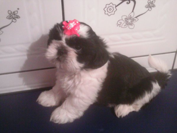 Shih tzu  Femêa